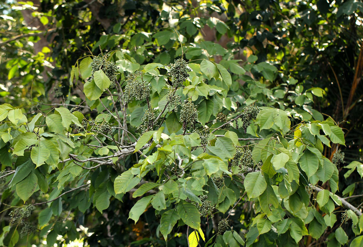 Lannea welwitschii var. welwitschii Lannea welwitschii var. welwitschii