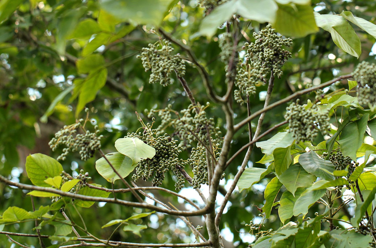 Lannea welwitschii var. welwitschii Lannea welwitschii var. welwitschii