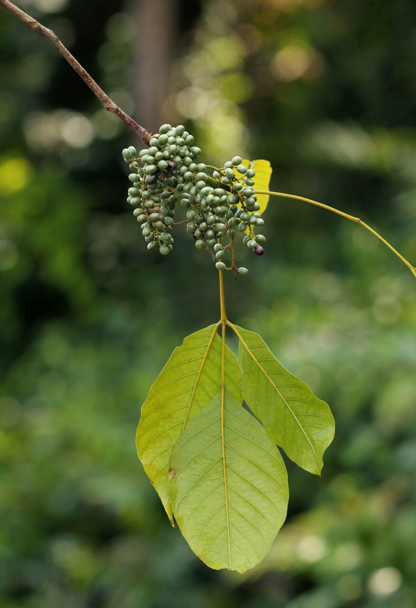 Lannea welwitschii var. welwitschii Lannea welwitschii var. welwitschii