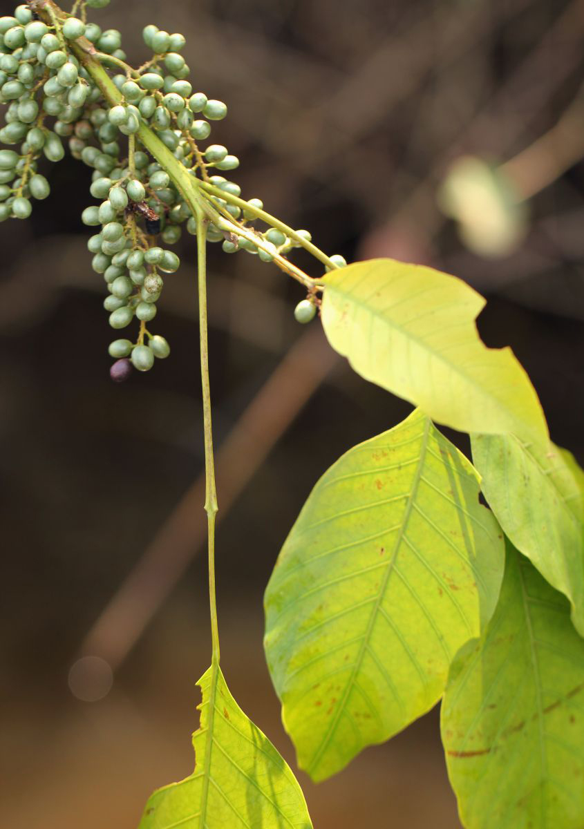 Lannea welwitschii var. welwitschii Lannea welwitschii var. welwitschii