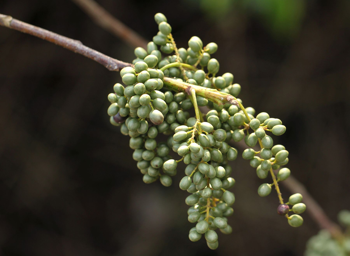 Lannea welwitschii var. welwitschii Lannea welwitschii var. welwitschii