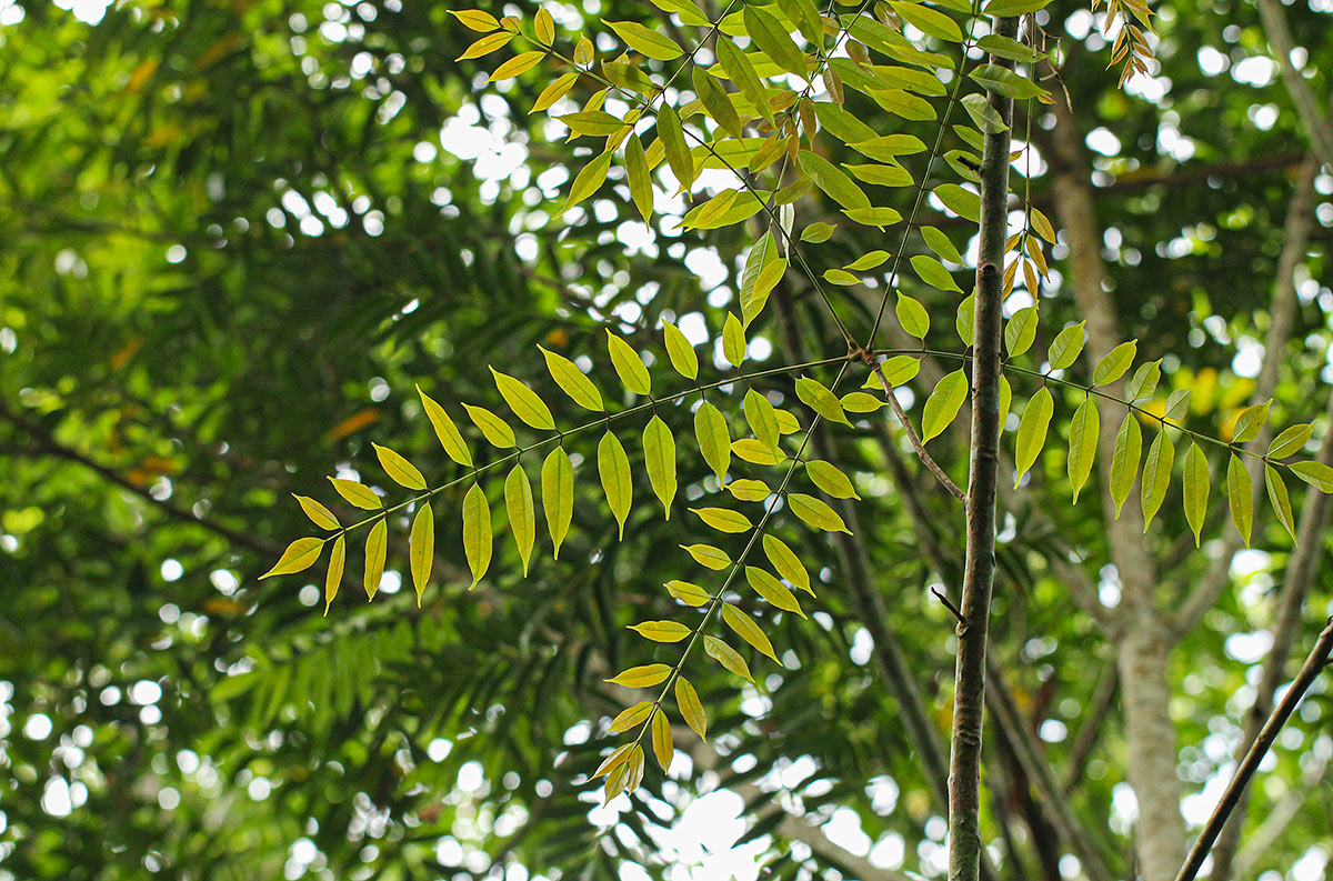 Pachylobus osika Pachylobus osika