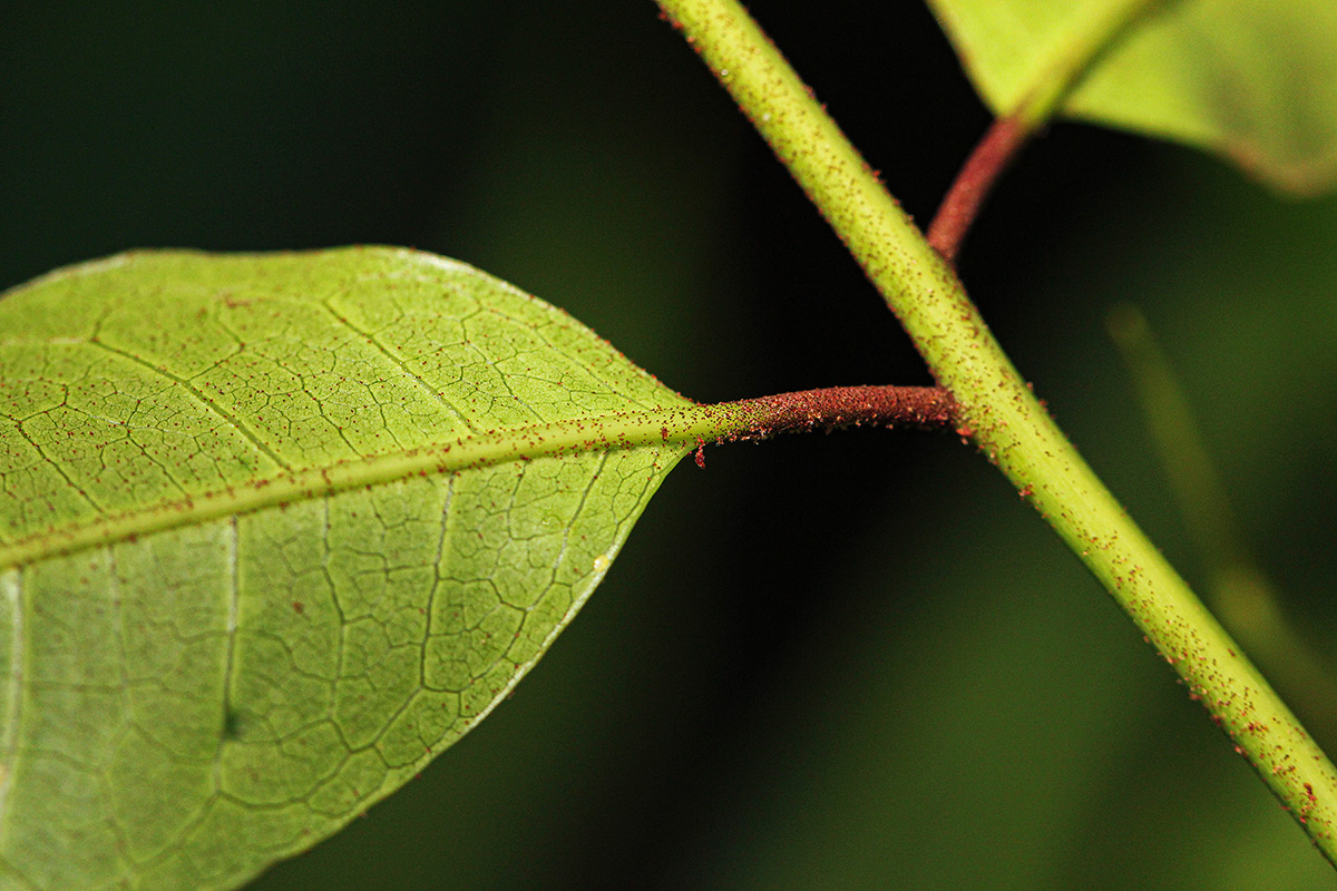 Pachylobus osika Pachylobus osika
