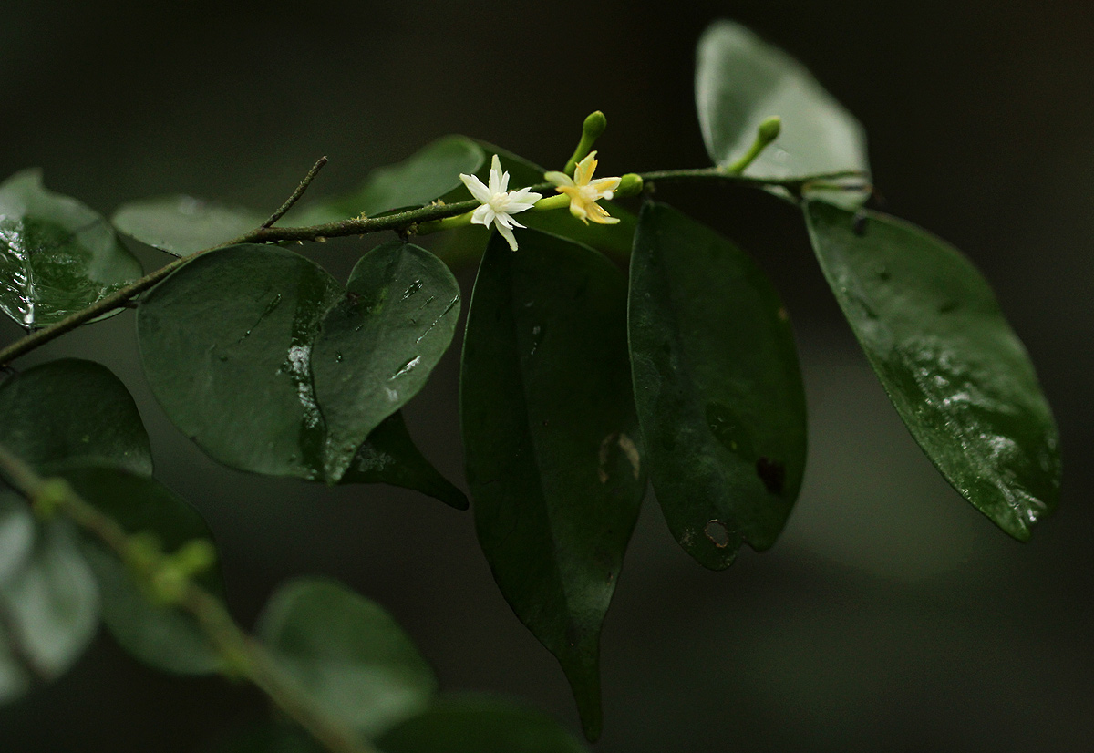 Dicranolepis buchholzii Dicranolepis buchholzii