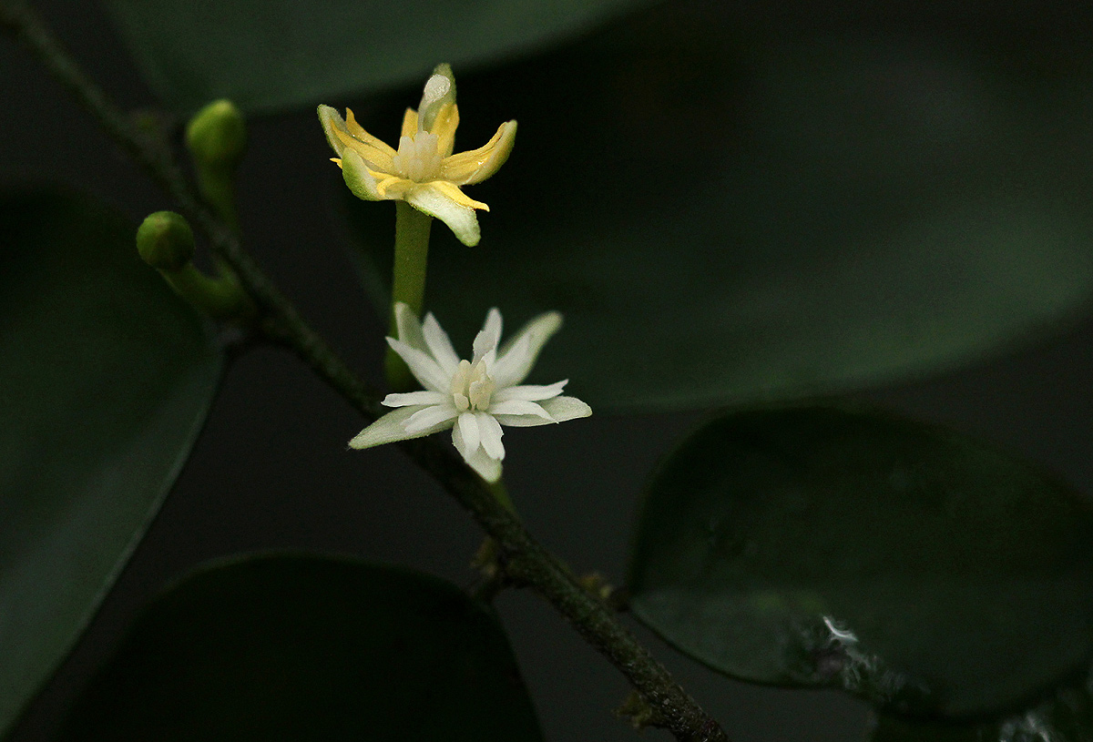 Dicranolepis buchholzii Dicranolepis buchholzii