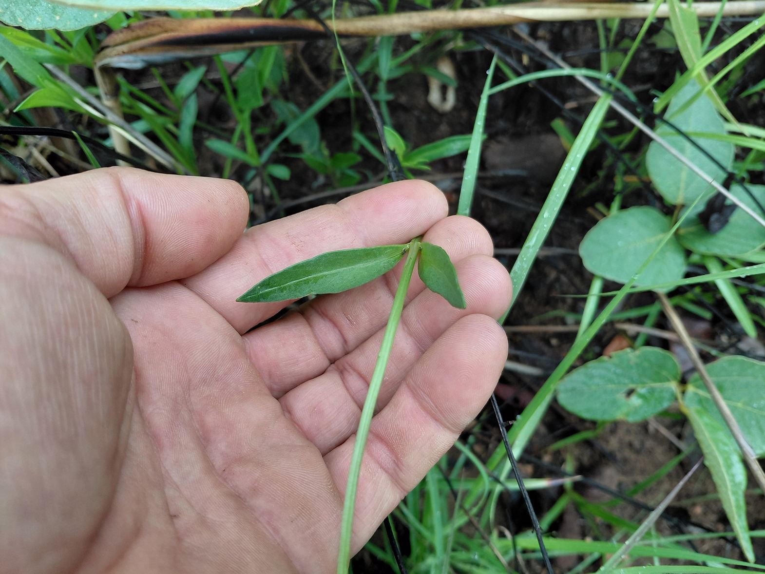 Bidens moorei Bidens moorei