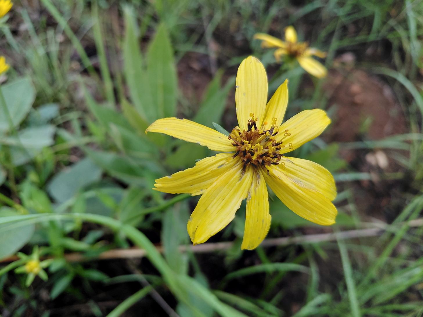 Bidens moorei Bidens moorei