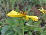 Bidens moorei