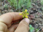 Ferraria welwitschii 