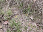 Ferraria welwitschii 