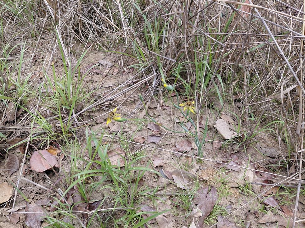 Ferraria welwitschii Ferraria welwitschii