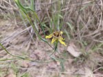Ferraria welwitschii 