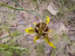 Ferraria welwitschii 