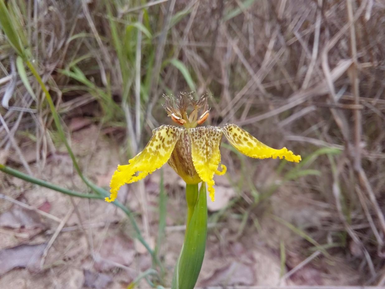 Ferraria welwitschii Ferraria welwitschii