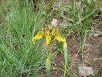 Ferraria welwitschii 