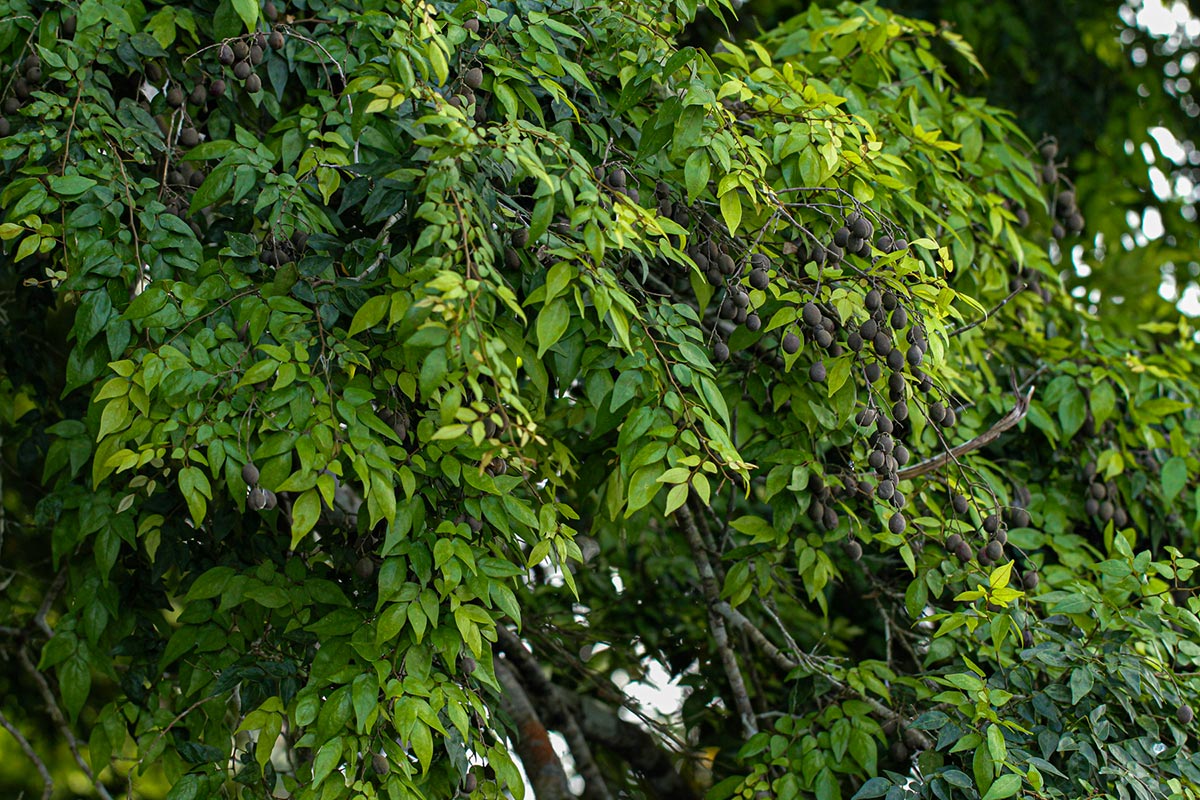 Dialium reygaertii Dialium reygaertii