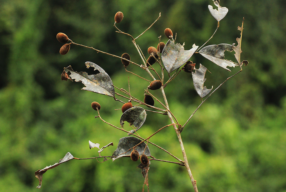 Dialium pachyphyllum