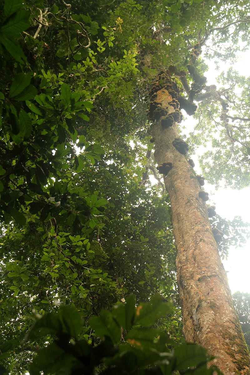 Omphalocarpum lecomteanum