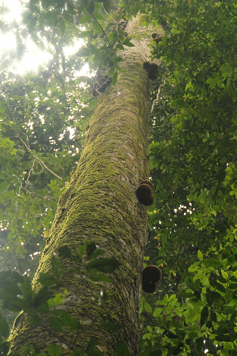 Omphalocarpum lecomteanum