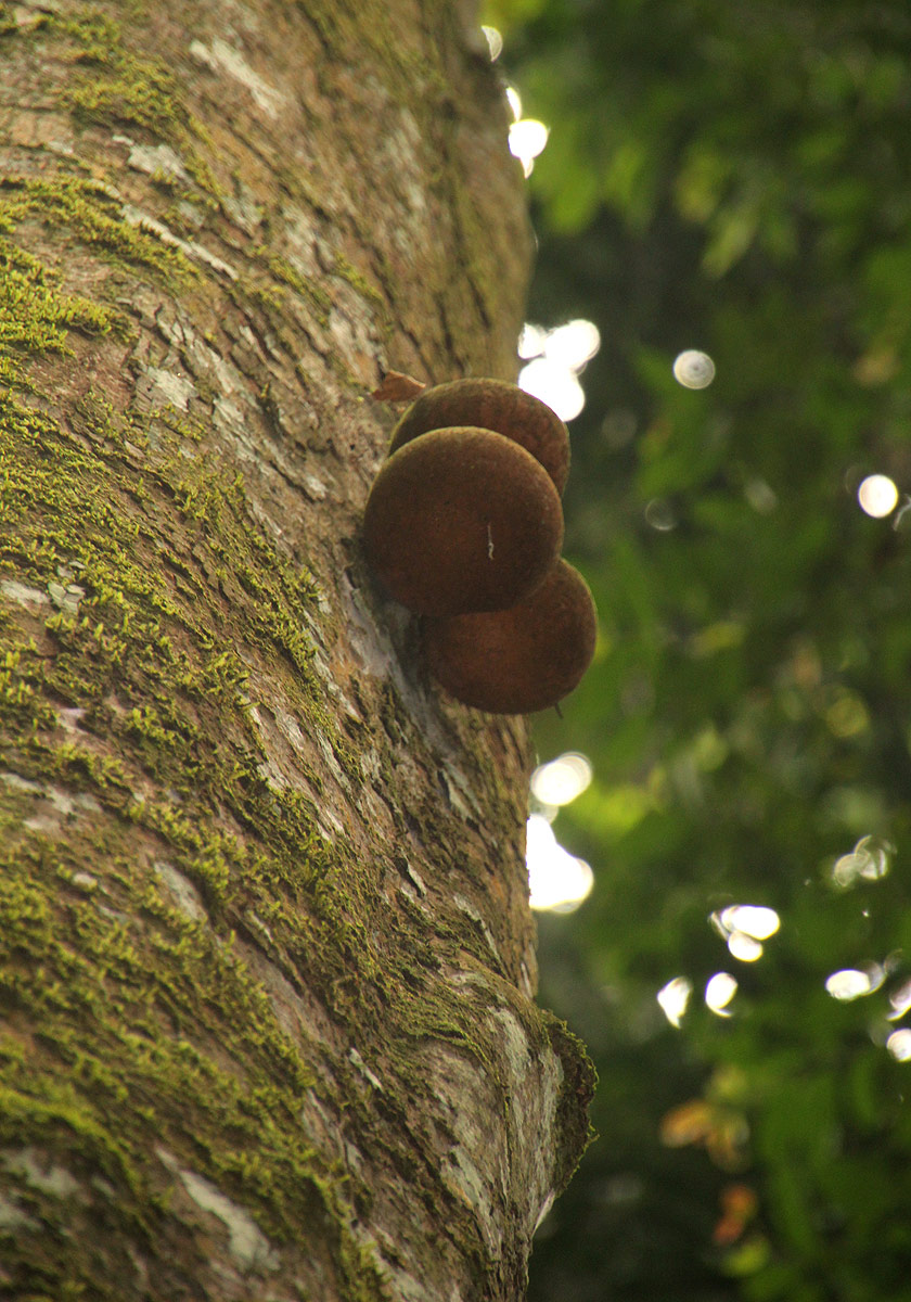 Omphalocarpum lecomteanum