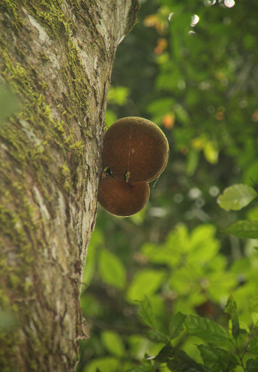 Omphalocarpum lecomteanum