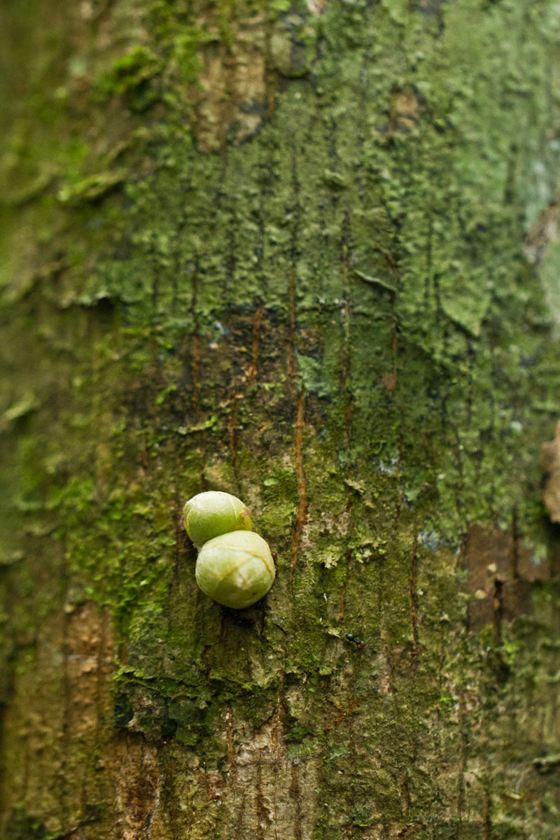 Omphalocarpum lecomteanum