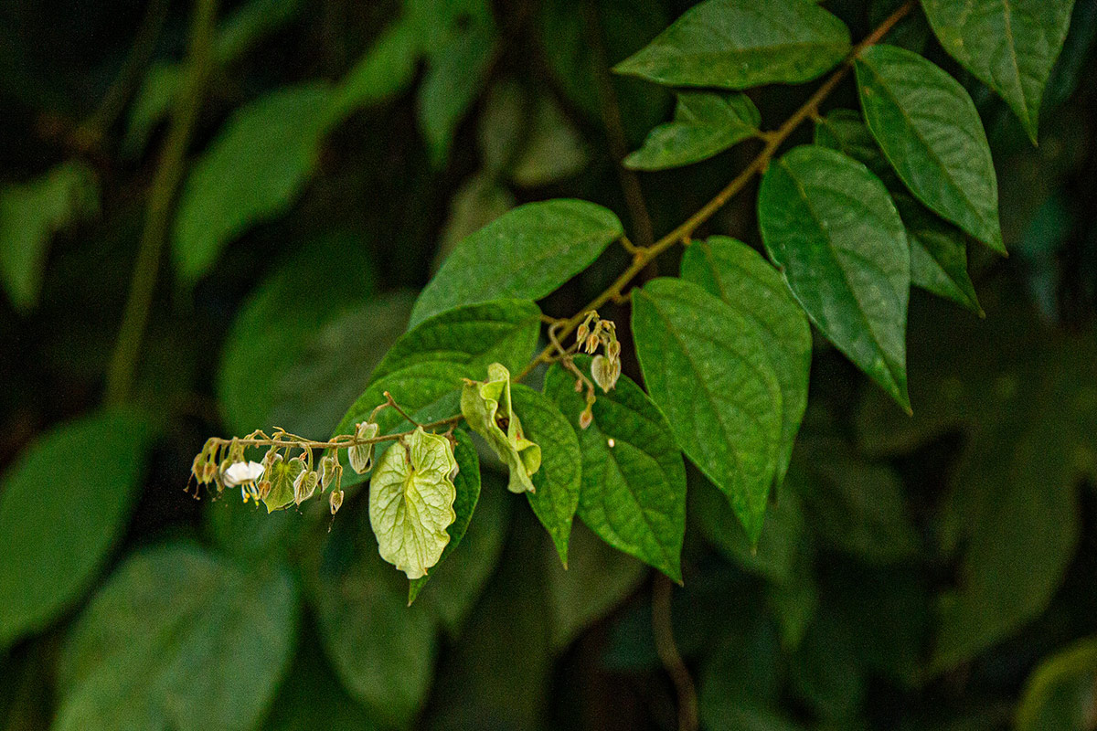 Dipteropeltis poranoides