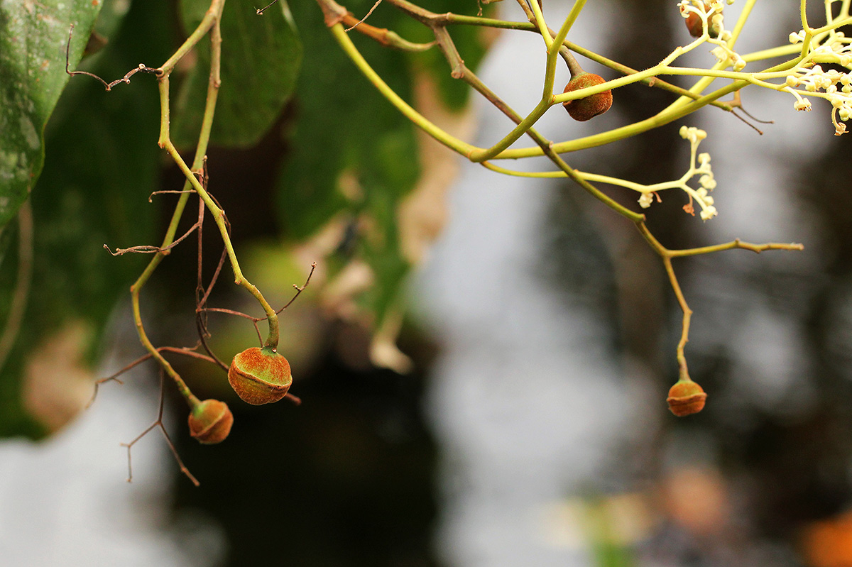 Lasiodiscus palustris
