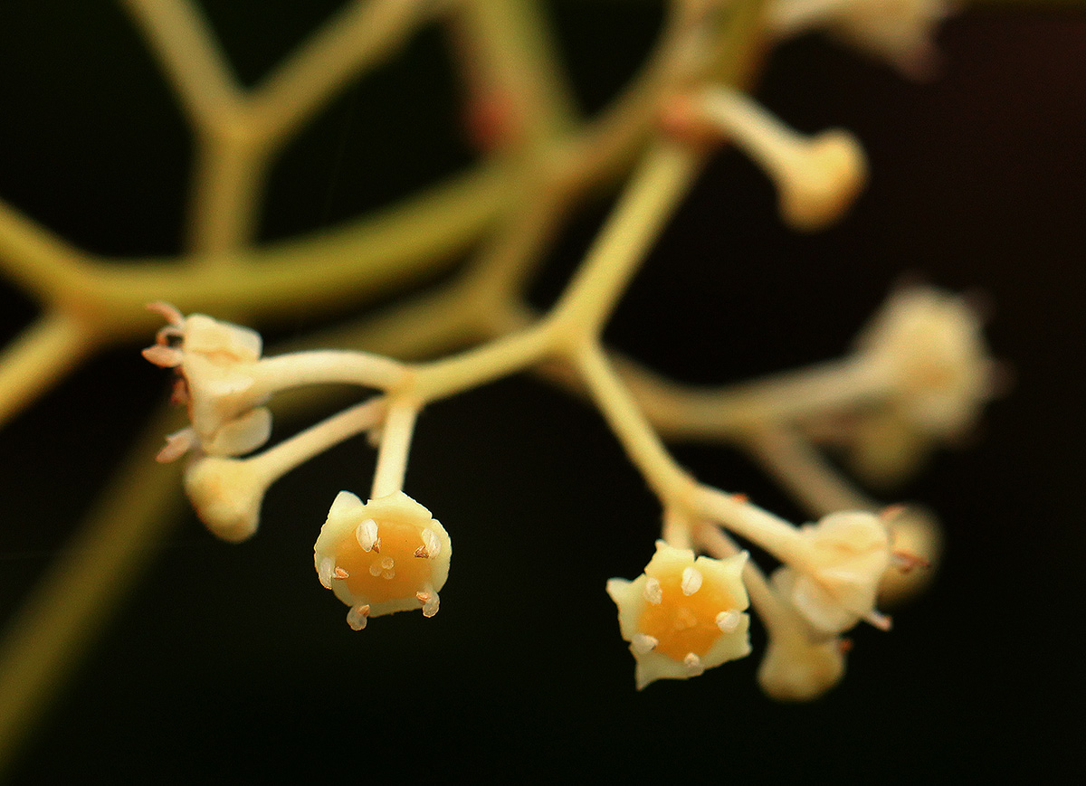 Lasiodiscus palustris