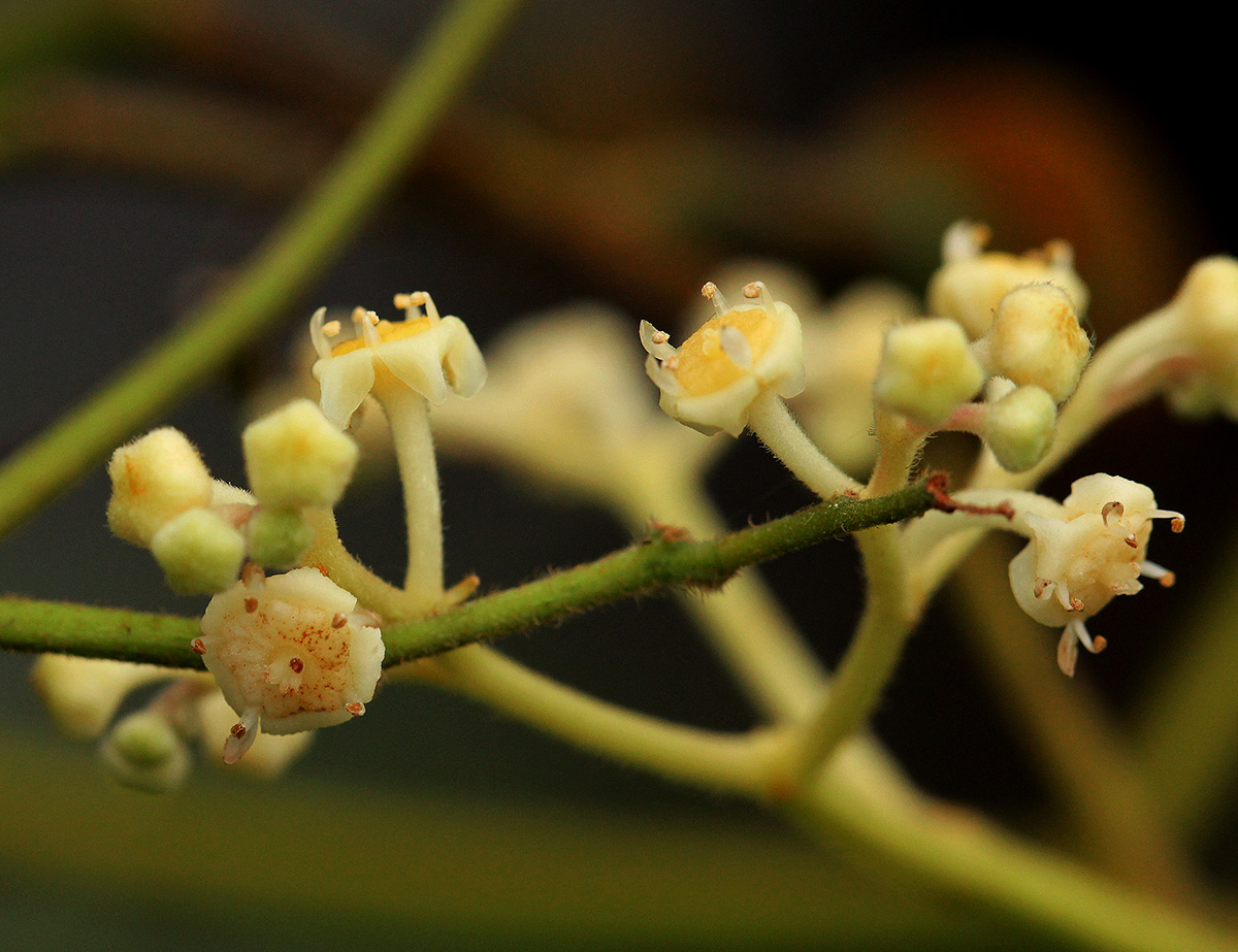 Lasiodiscus palustris