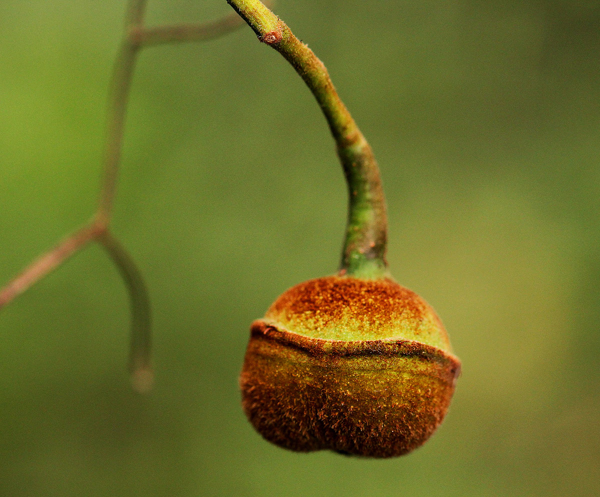 Lasiodiscus palustris
