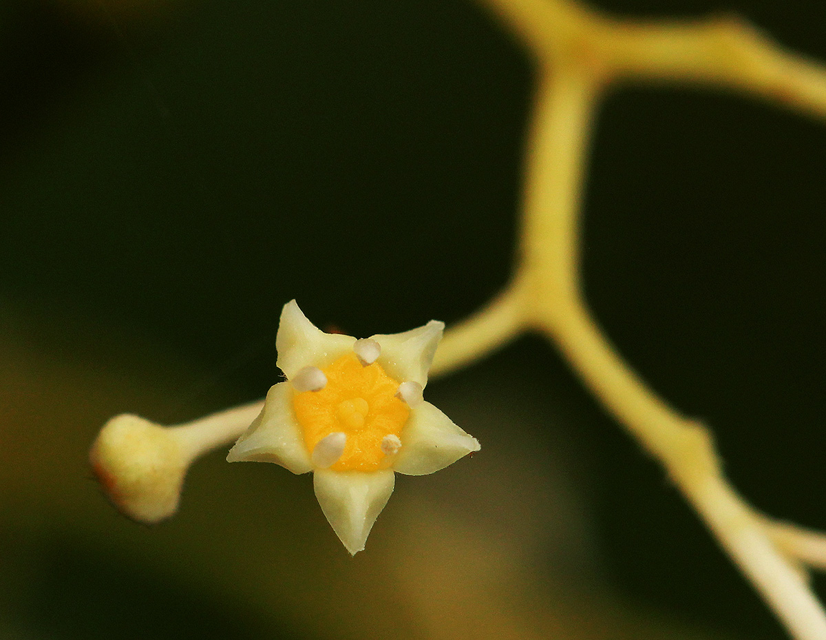 Lasiodiscus palustris