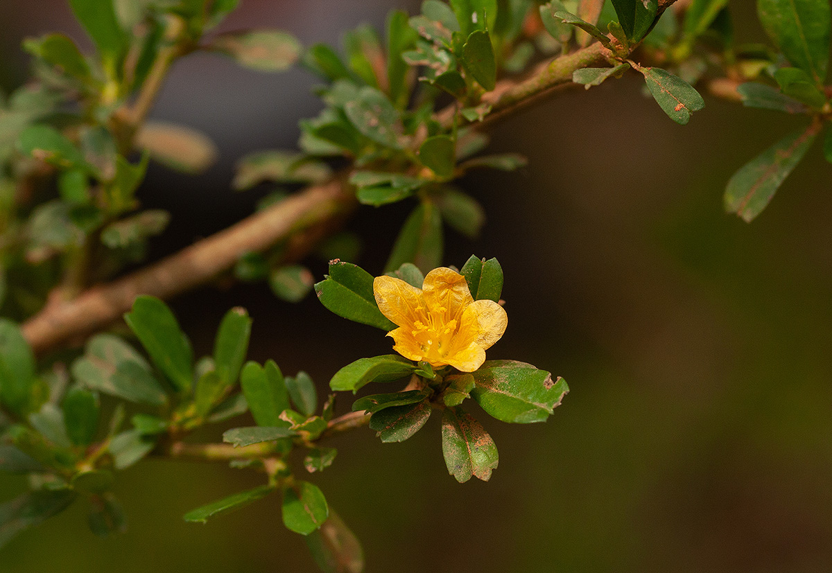 Sida tenuicarpa Sida tenuicarpa