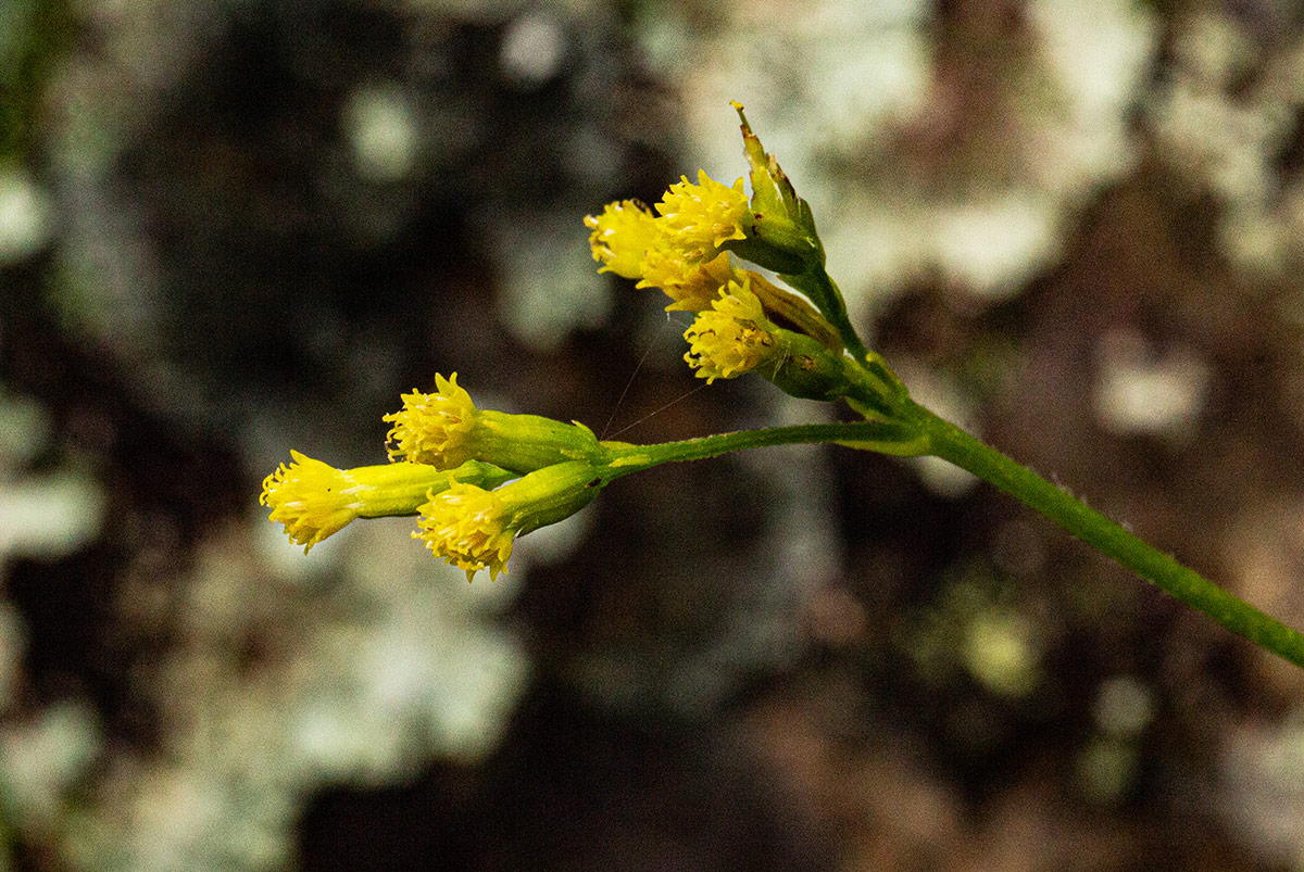 Senecio diphyllus Senecio diphyllus
