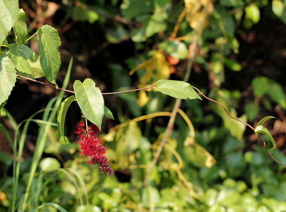 Combretum confertum Combretum confertum