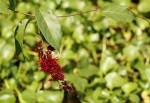 Combretum confertum