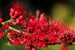 Combretum confertum