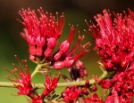 Combretum confertum