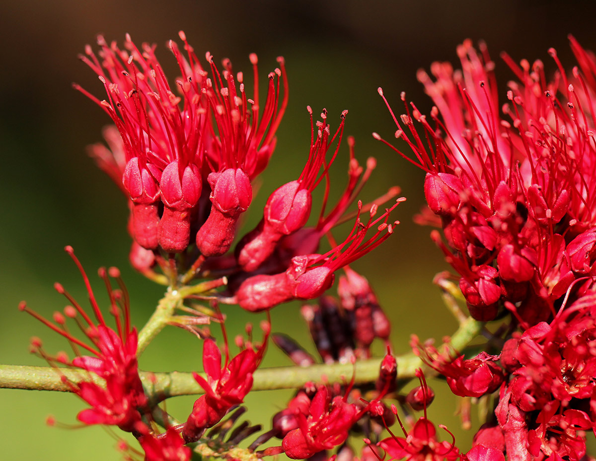 Combretum confertum Combretum confertum