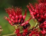 Combretum confertum