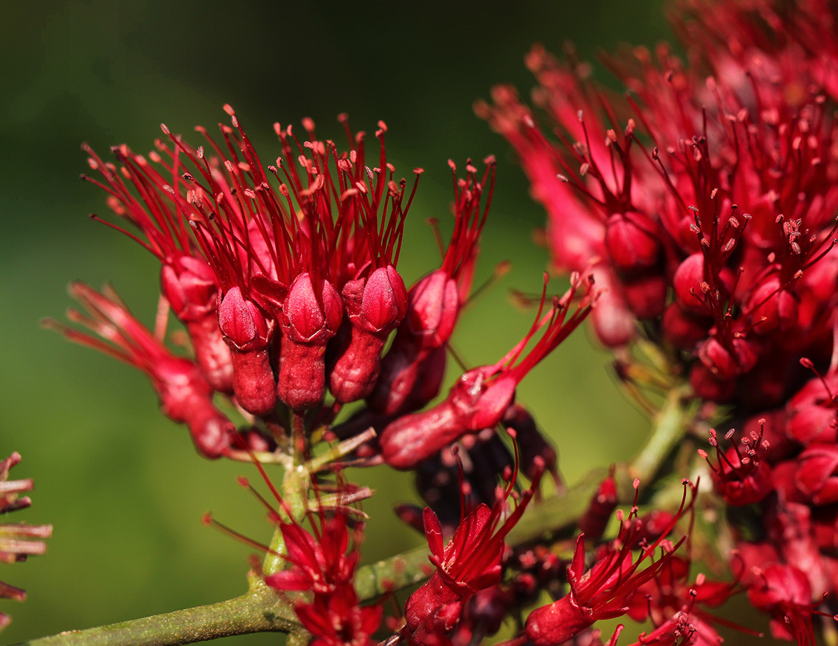 Combretum confertum Combretum confertum