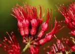 Combretum confertum