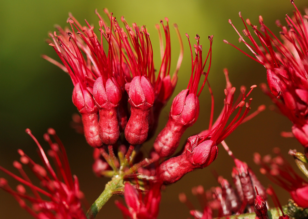 Combretum confertum Combretum confertum