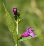Artanema longifolium var. longifolium