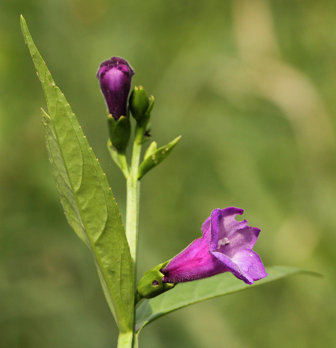 Artanema longifolium var. longifolium Artanema longifolium var. longifolium