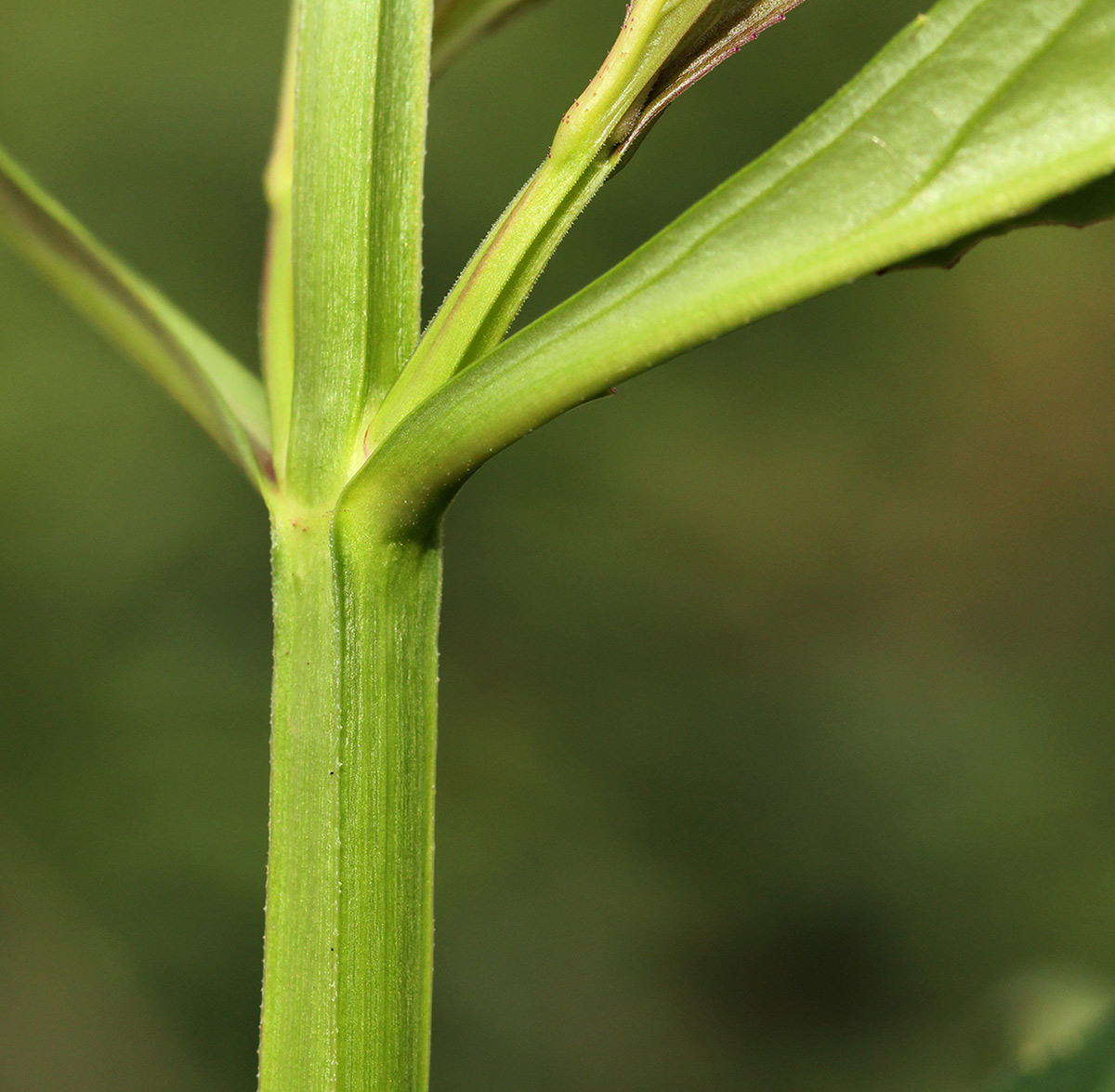 Artanema longifolium var. longifolium