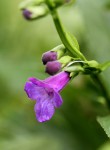 Artanema longifolium var. longifolium
