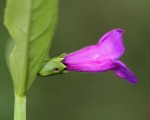 Artanema longifolium var. longifolium