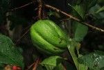 Desplatsia dewevrei