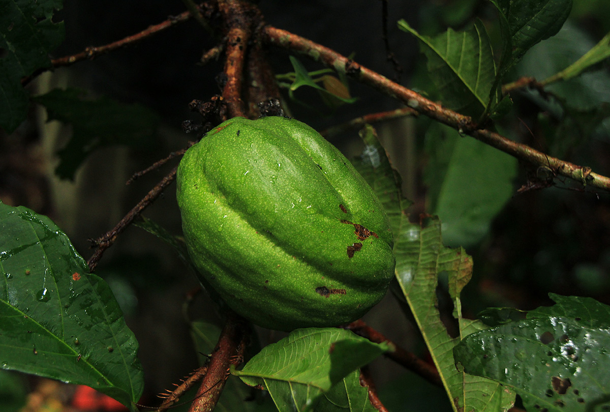 Desplatsia dewevrei Desplatsia dewevrei